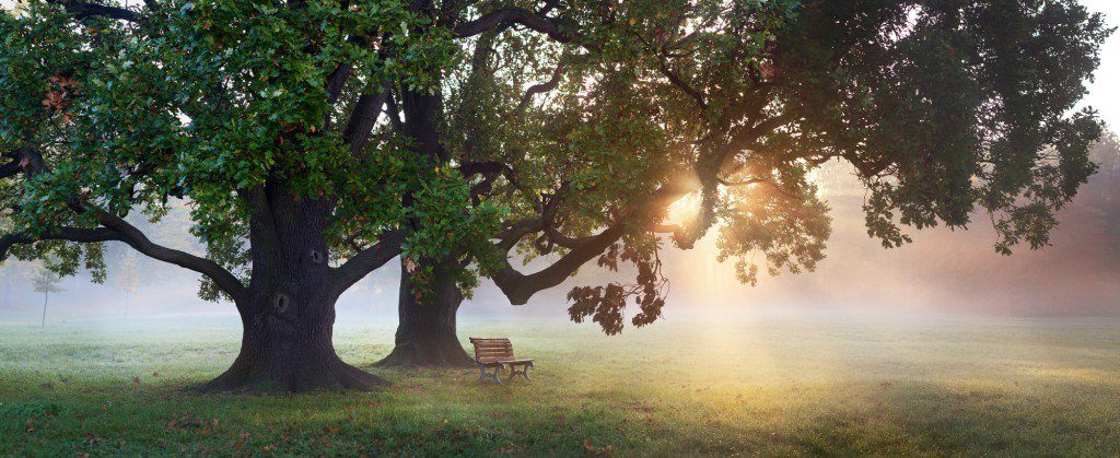 100 Best Celebration Of Life Ideas Love Lives On Celebration Of Life Idea Memorial Tree Or Bench