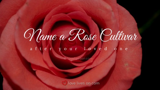 Celebration of Life Ideas: Name a Rose Cultivar