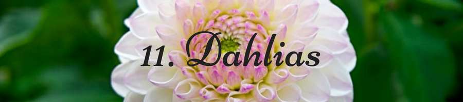 Heading: Dahlia Meaning