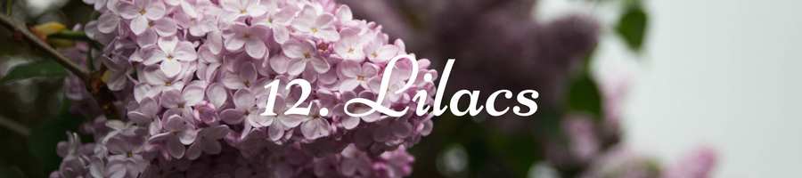 Heading: Lilac Meaning
