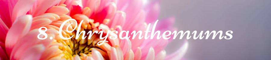 Heading: Chrysanthemum Meaning