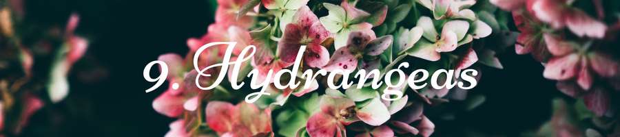 Heading: Hydrangea Meaning