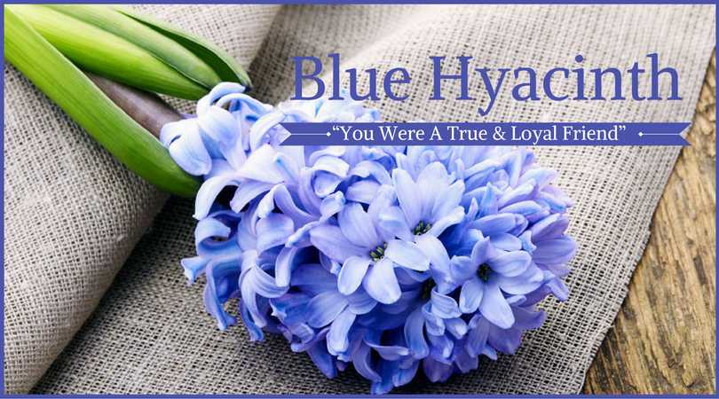 Hyacinth Meaning: Blue Hyacinth 