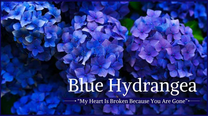 Hydrangea Meaning: Blue Hydrangea