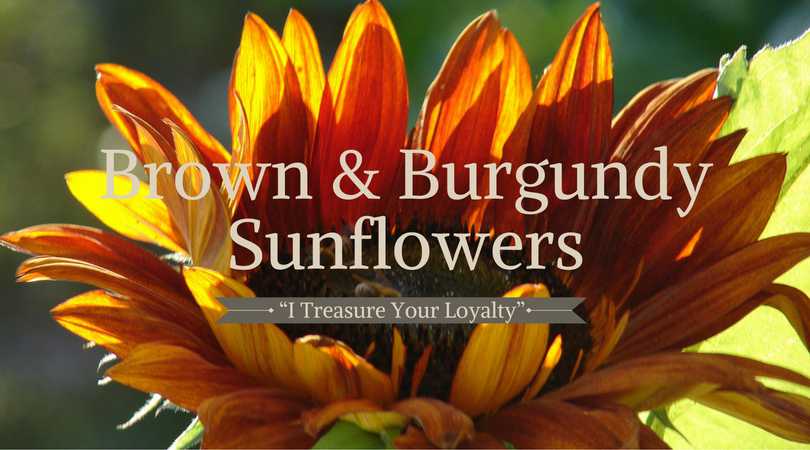 Sunflower Meaning: Brown & Burgundy Sunflower