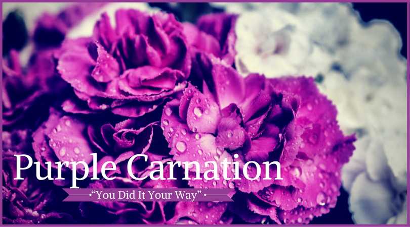 Carnation Meaning: Purple Carnation