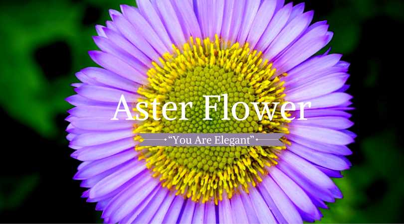 Daisy Meaning: Aster Flower