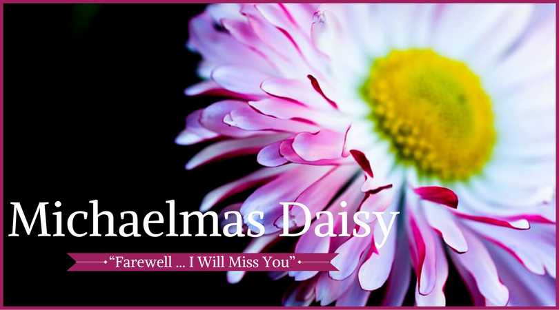 Daisy Meaning: Michaelmas Daisy 