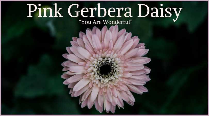 Daisy Meaning: Pink Gerbera Daisy