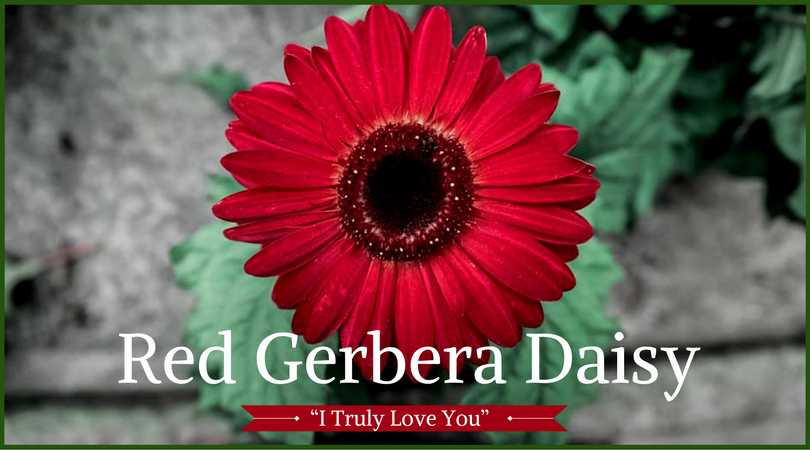 Daisy Meaning: Red Gerbera Daisy