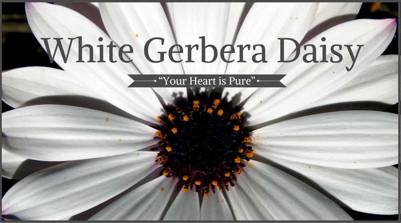 Daisy Meaning: White Gerbera Daisy