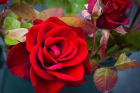 Search Our Directory for Local Florists