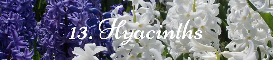 Heading: Hyacinth Meaning