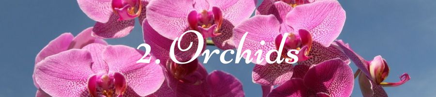 Heading: Orchid Meaning