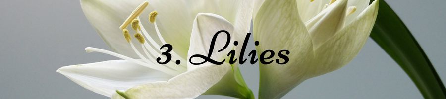 Heading: Lily Meaning