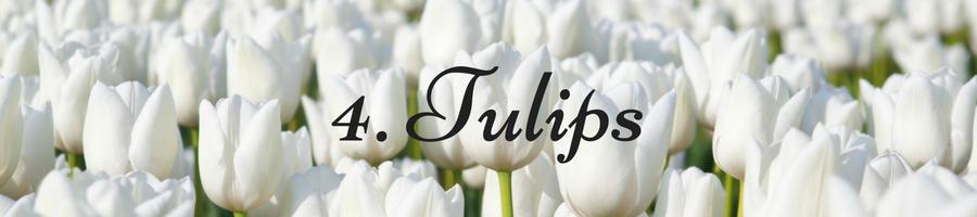 Heading: Tulip Meaning