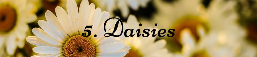 Heading: Daisy Meaning