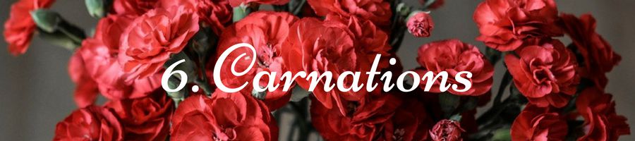 Heading: Carnation Meaning