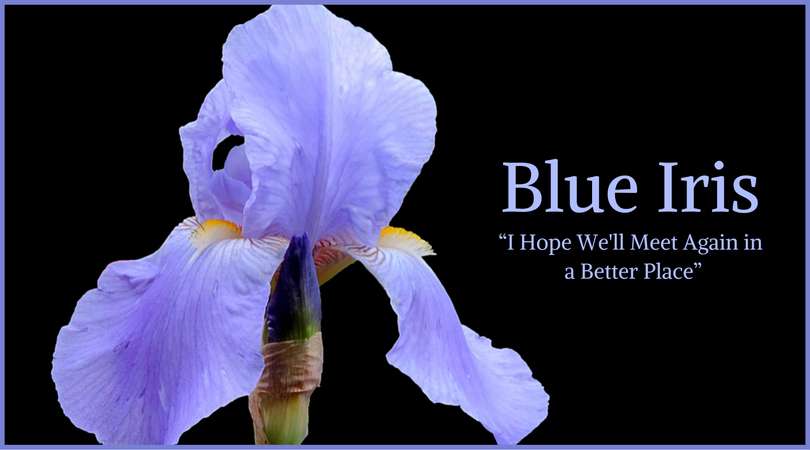 Iris Meaning: Blue Iris