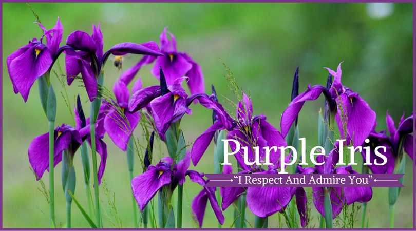 Iris Meaning: Purple Iris