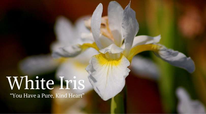 Iris Meaning: White Iris