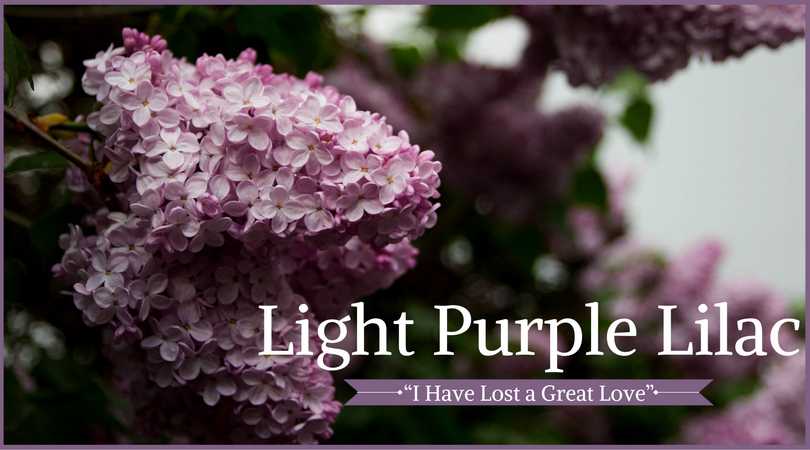 Lilac Meaning: Light Purple Lilac