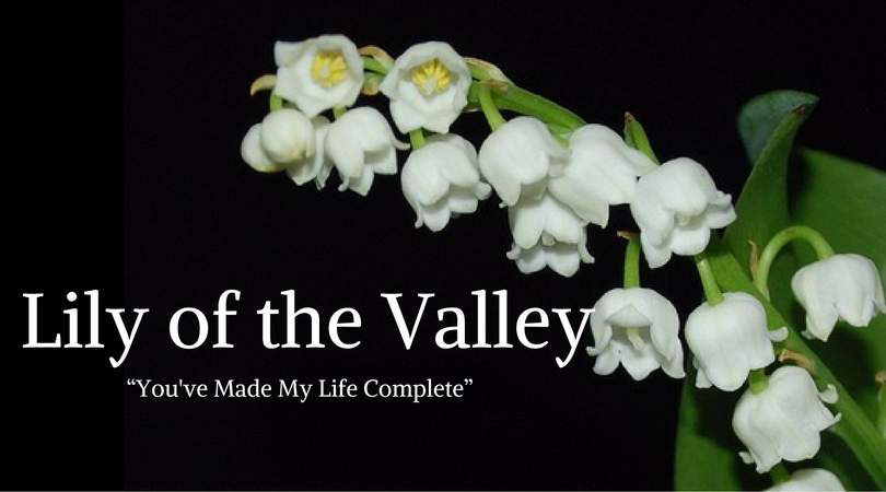 Lily Meaning: Lily of the Valley