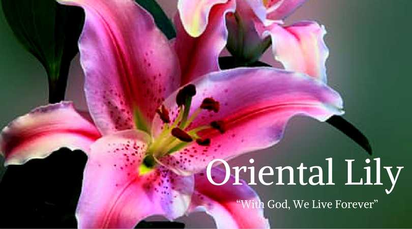 Oriental Lily Meaning 