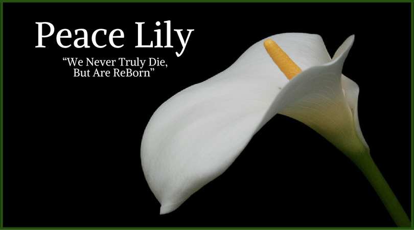 Lily Meaning: Peace Lily