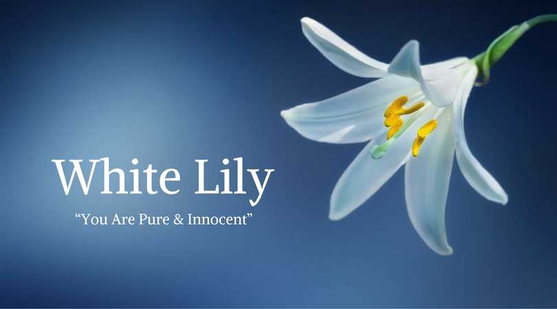 Lily Meaning: White Lily