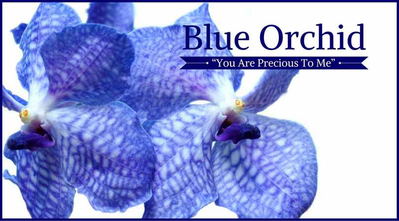 Orchid Meaning: Blue Orchid