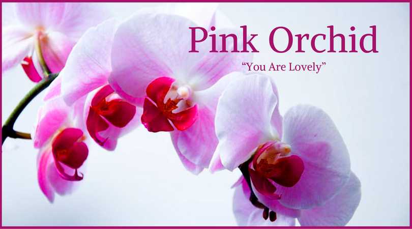 Orchid Meaning: Pink Orchid