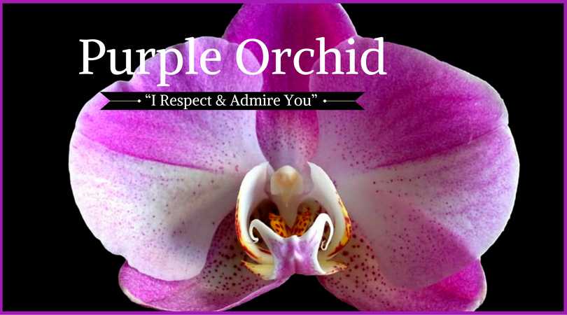 Orchid Meaning: Purple Orchid