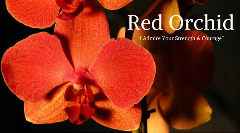 Orchid Meaning: Red Orchid