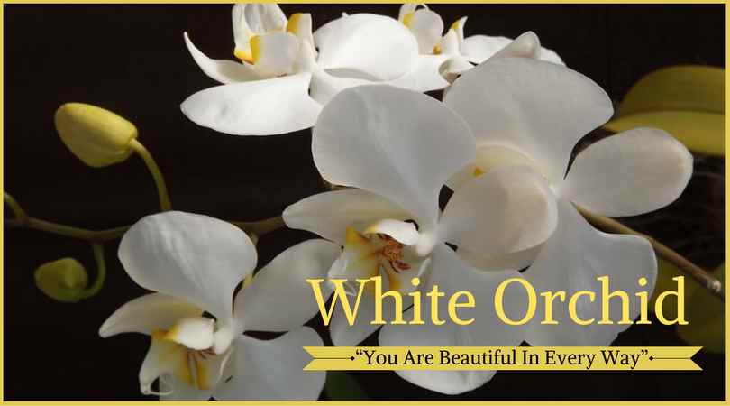 Orchid Meaning: White Orchid