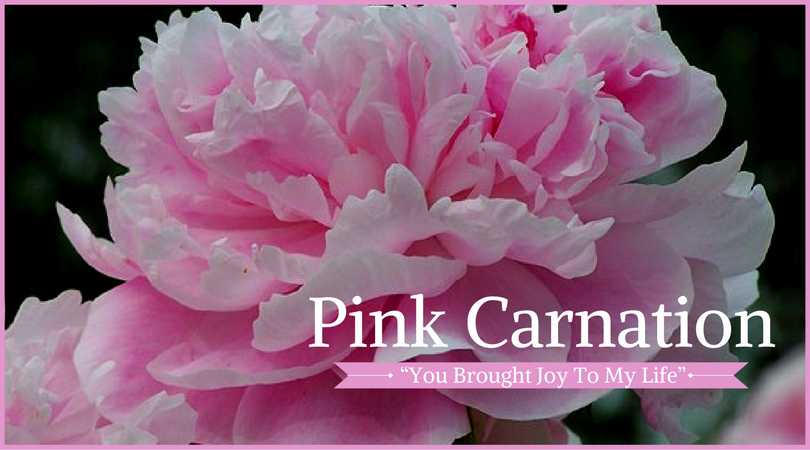 Carnation Meaning: Pink Carnation
