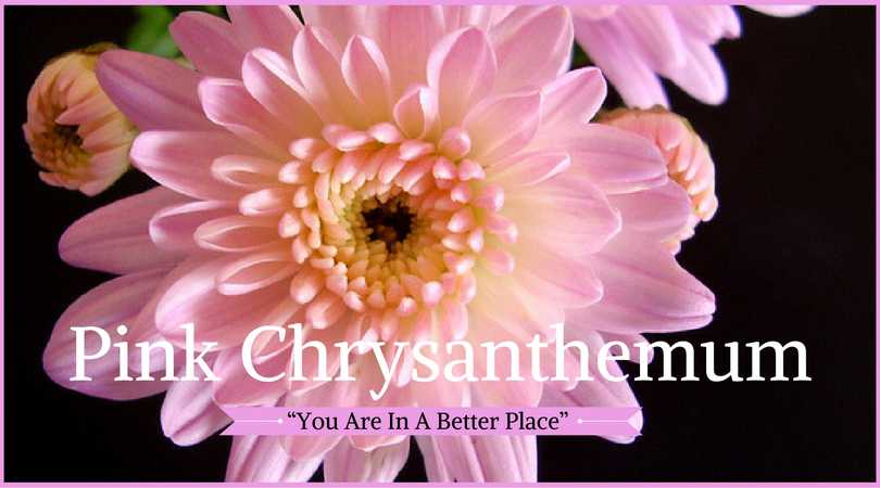 Chrysanthemum Meaning: Pink Chrysanthemum