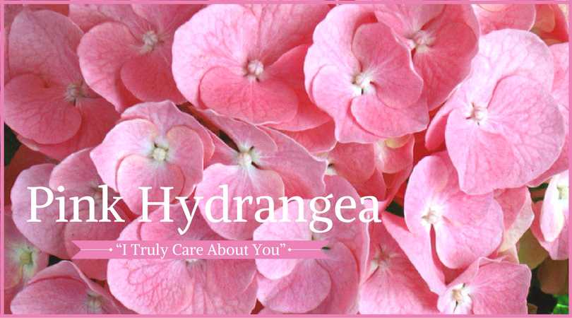 Hydrangea Meaning: Pink Hydrangea