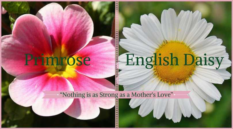 Daisy Meaning: Primrose & English Daisy
