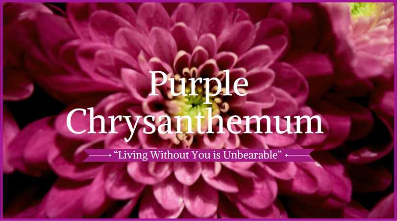 Chrysanthemum Meaning: Purple Chrysanthemum