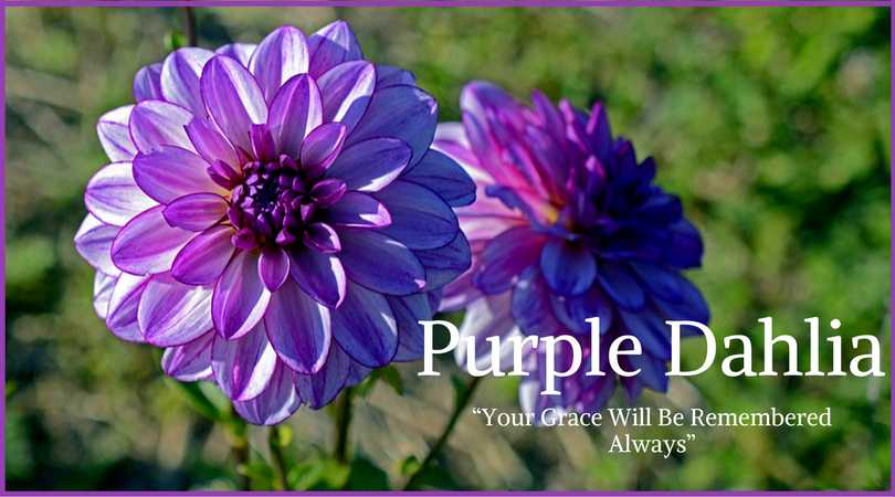 Dahlia Meaning: Purple Dahlia