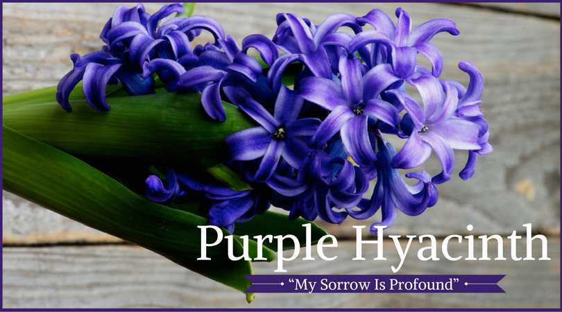 Hyacinth Meaning: Purple Hyacinth