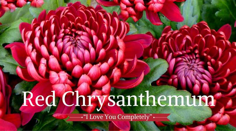 Chrysanthemum Meaning: Red Chrysanthemum