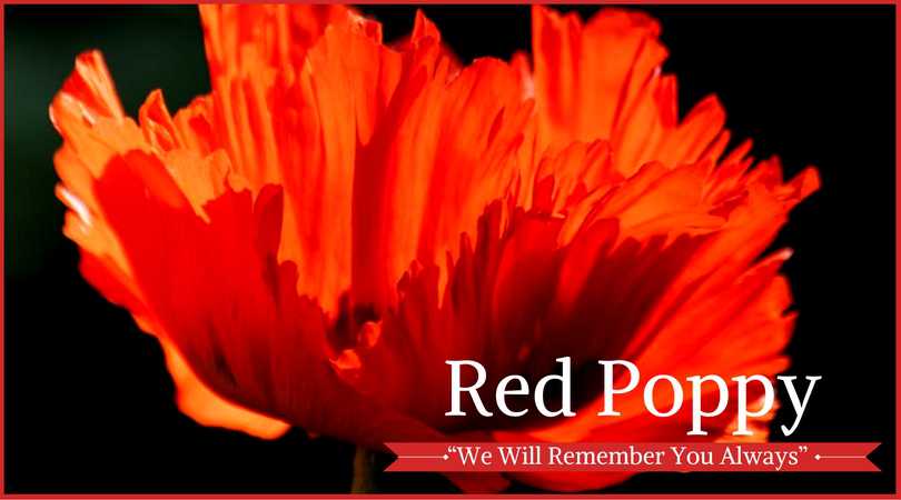Poppy Meaning: Red Poppy