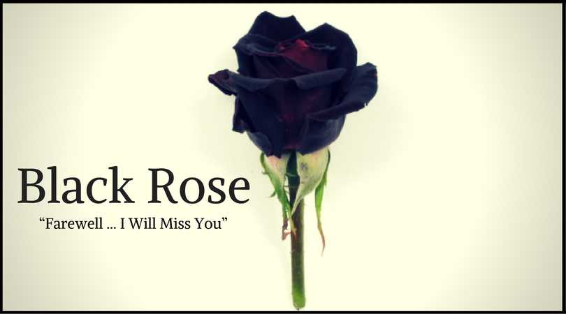 Rose Meaning: Black Rose