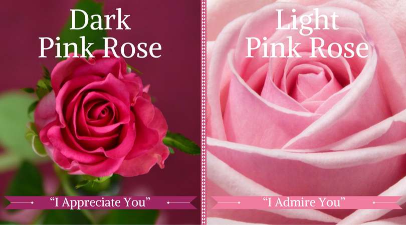 Rose Meaning: Dark & Light Pink