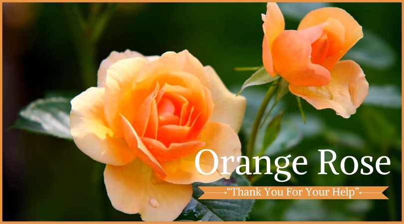 Rose Meaning: Orange Rose