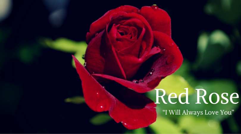 Rose Meaning: Red Rose