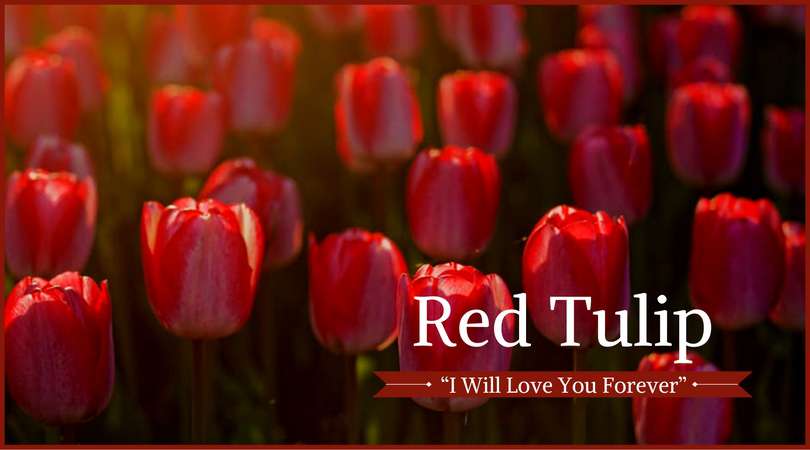 Tulip Meaning: Red Tulip