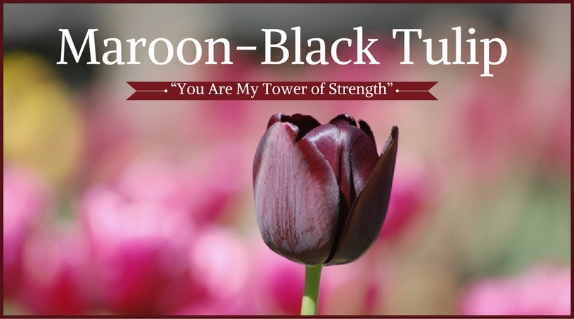 Tulip Meaning: Maroon-Black Tulips